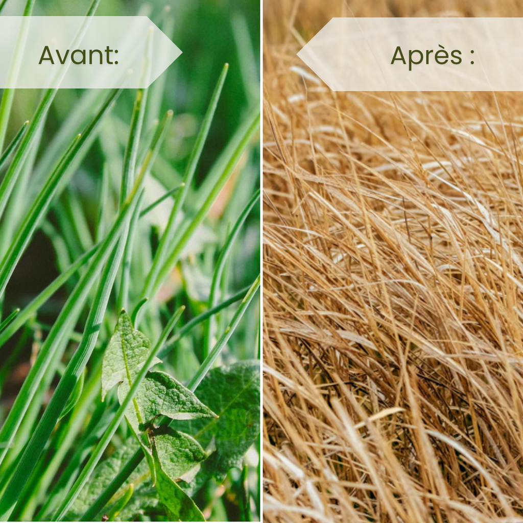 Herbicide Systémique Concentré Pour Élimination Totale Des Mauvaises Herbes